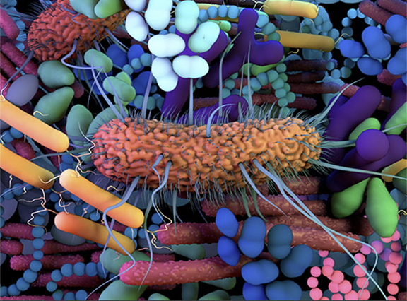 Part Two: Our Gut and Our Immune System